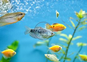 Fish in fish tank - cpd.png