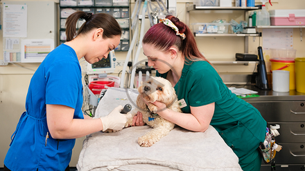 nurse and vet dog - cpd.png