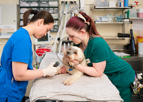 nurse and vet dog - cpd.png