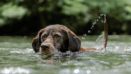 dog swimming.png