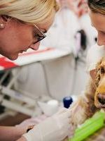 giving-medication-to-dog.jpeg