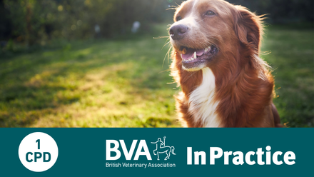 Event listing with in practice dog.png