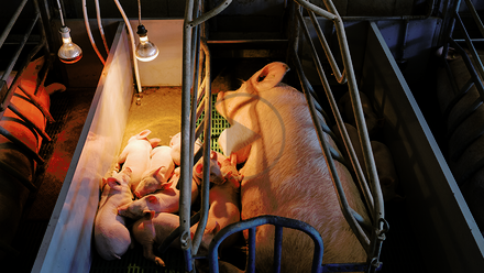 pig in farrowing crate.png