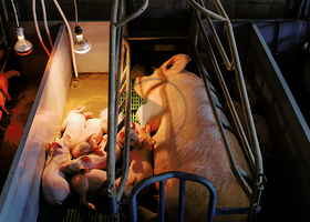 pig in farrowing crate.png