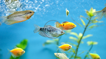 Fish in fish tank - cpd.png