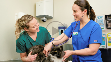vet and vet nurse cat - cpd lib.png