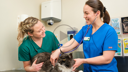 vet and vet nurse cat - cpd lib.png