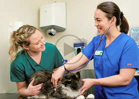 vet and vet nurse cat - cpd lib.png