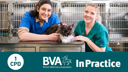Feline Lymphoma Webinar Image.png