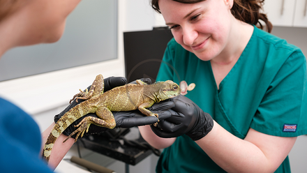 nurse and lizard - cpd.png