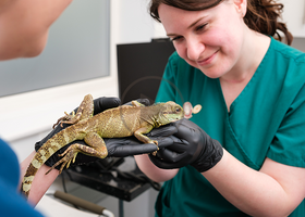 nurse and lizard - cpd.png