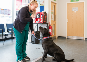 dog and nurse - cpd.png