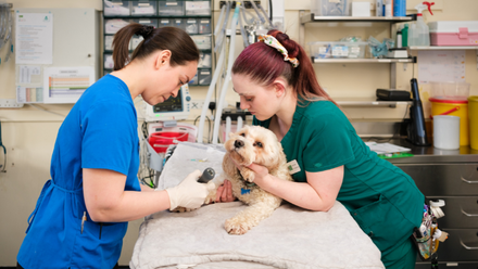 Vet and nurse with dog.png