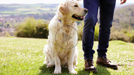 Dog and owner.png
