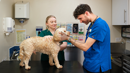 Vet dog nurse - cpd lib.png