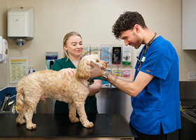 Vet dog nurse - cpd lib.png