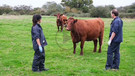 Cow and vets - cpd.png