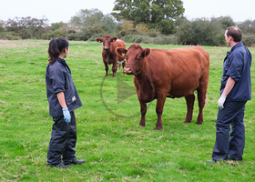 Cow and vets - cpd.png