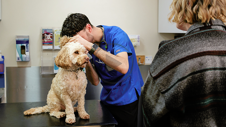 Dog ear check.png
